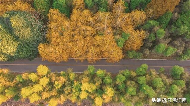 红燃翠岭绿铸魂 大茅山奏响千年交响