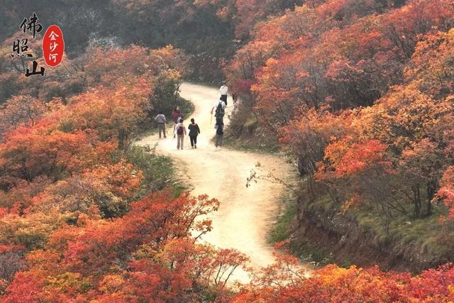 快看佛照山红叶进入最佳观赏期！