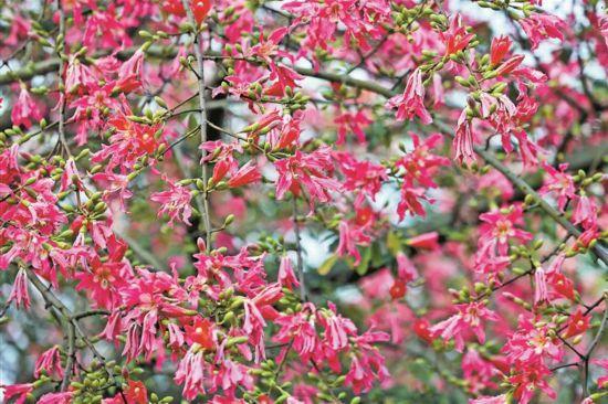 寻觅秋冬季粉色浪漫：深圳十个邂逅异木棉花开的地方