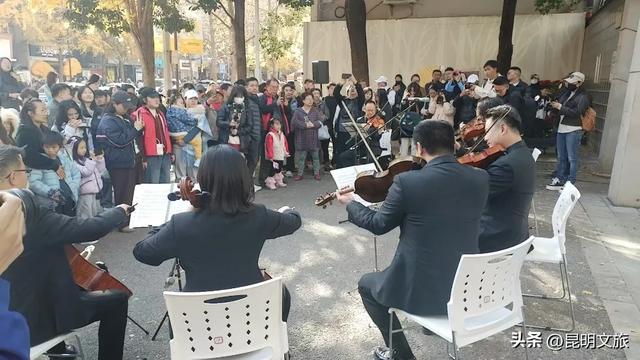 赏杏观鸥+听乐！昆明五华浪漫已就绪，音乐快闪点亮春城