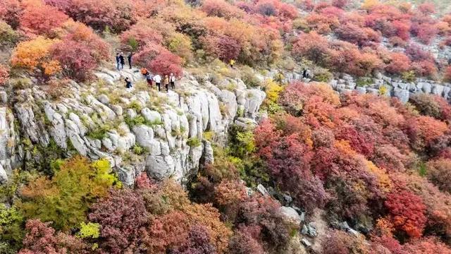 @枣庄人，是时候去这些地方赏红叶啦！
