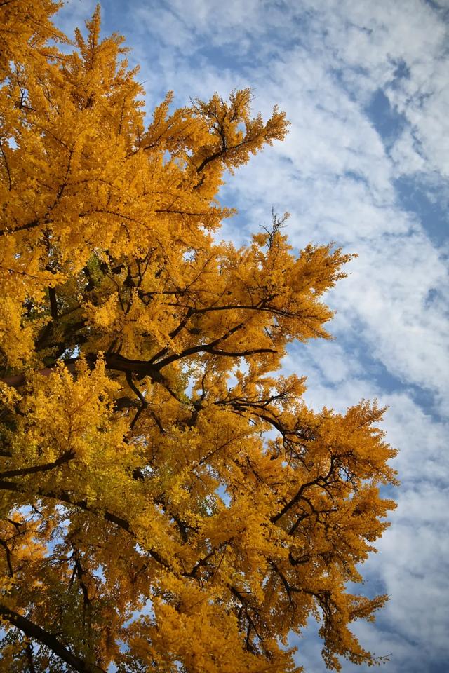 济南的这些千年银杏树美得正当时，最后“黄金期”快去打卡！