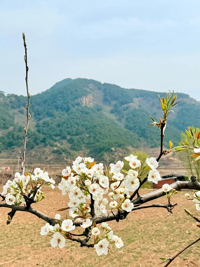 遇见庄河（秦皇岛海港区驻操营镇庄河村）