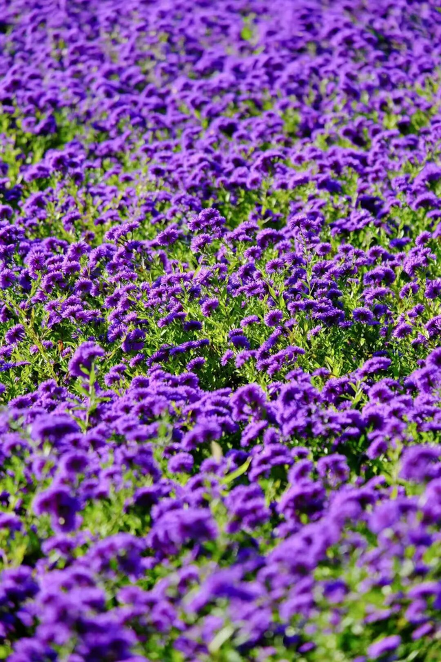 不要再搭基础款秋景了！北京「多巴胺色系」秋景上线！高级感拉满