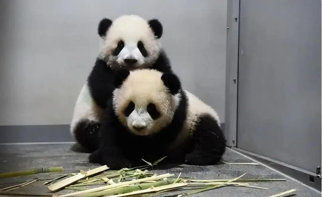 不到7天，支持率大跌10%	，高市痛哭卖惨求稳，朝鲜为中国送神助攻