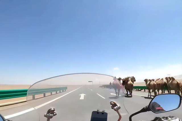 摩旅青海被牧民打头后续！7峰骆驼丢失，当地人发声 骑手有错在先
