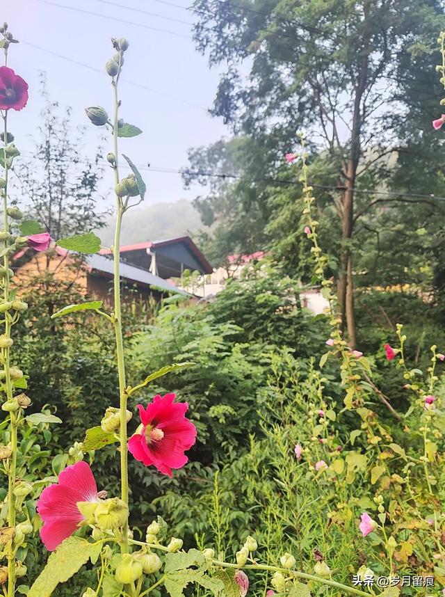 在栾川避暑啥感觉？三天的经历分享给你，你愿意去吗？