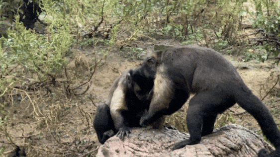 又美又可爱的西海岸！总要来一次！