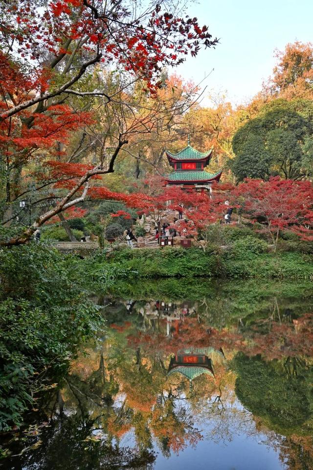 南方冬意，藏在这一亭红枫里