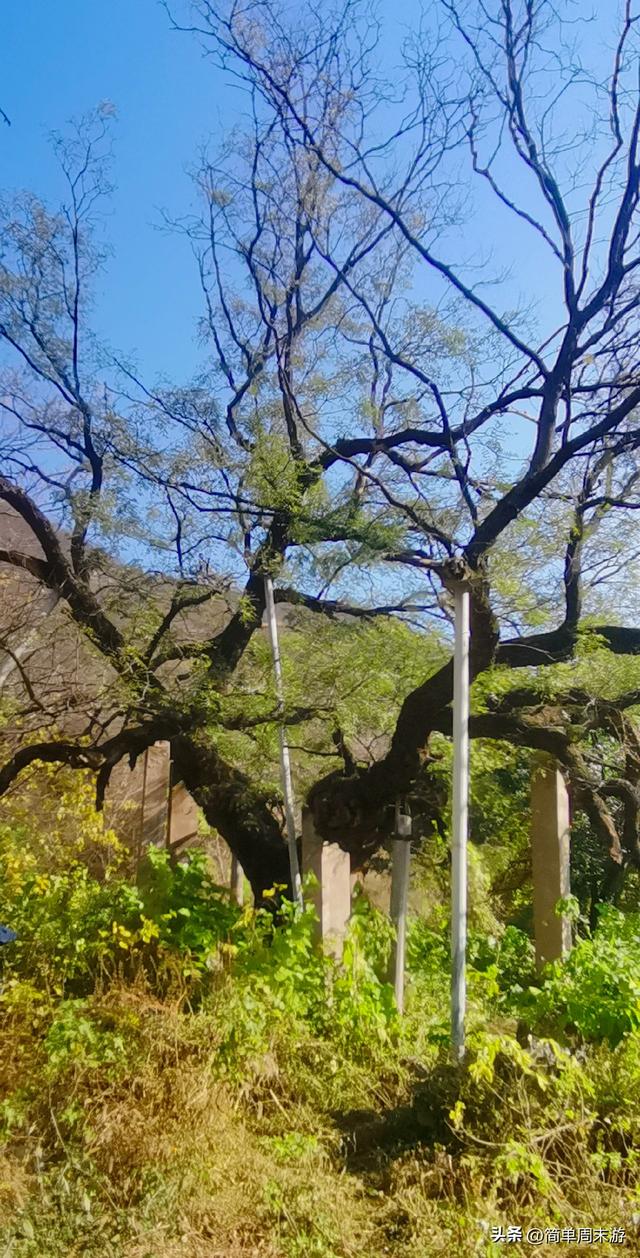 17）初冬暖阳里的16公里奔赴！济源黄河三峡藏着北方的“千岛湖”