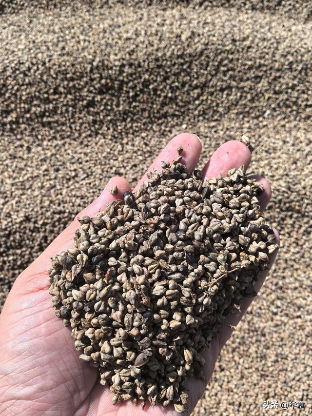 旱塬涅槃：张家塬乡，一座国家级农业主题公园的梦想