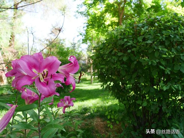 图集丨山丹：百合盛开，许你一个浪漫盛夏！