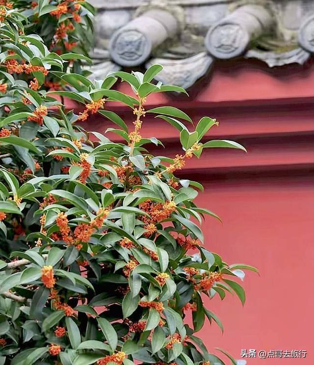 成都必去的五大桂花观赏地，开爆了，成都人私藏，地铁公交车直达