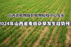 2024年山西省麦田杂草发生趋势及防除建议图片