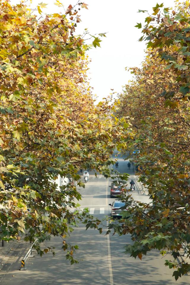 一袭焦糖色冬装！郫都老城梧桐，解锁街头温暖诗意
