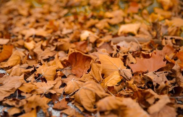 不用去南京,醴陵有属于自己的梧桐大道