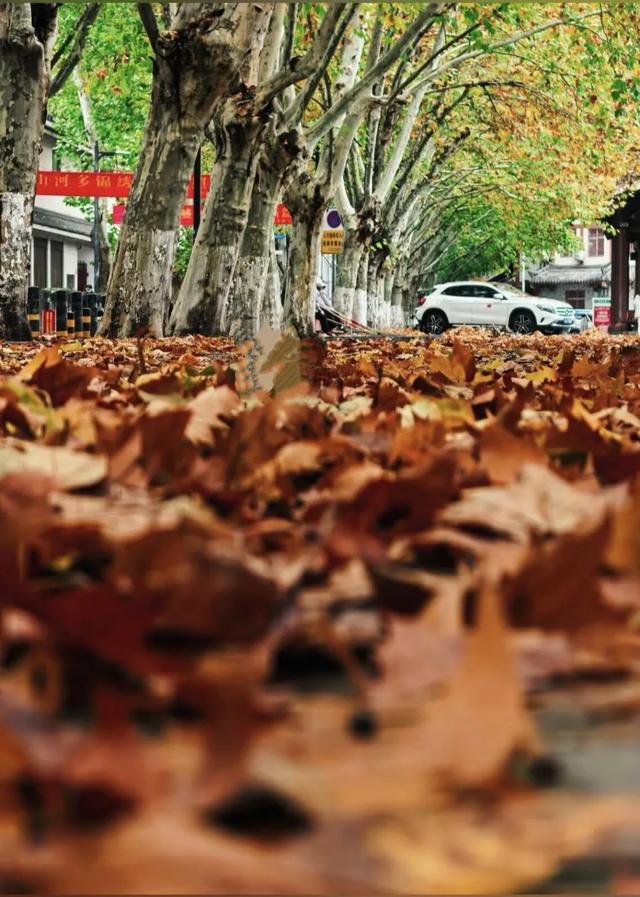 落叶有情!让汉中的秋天再“飞”一会 →
