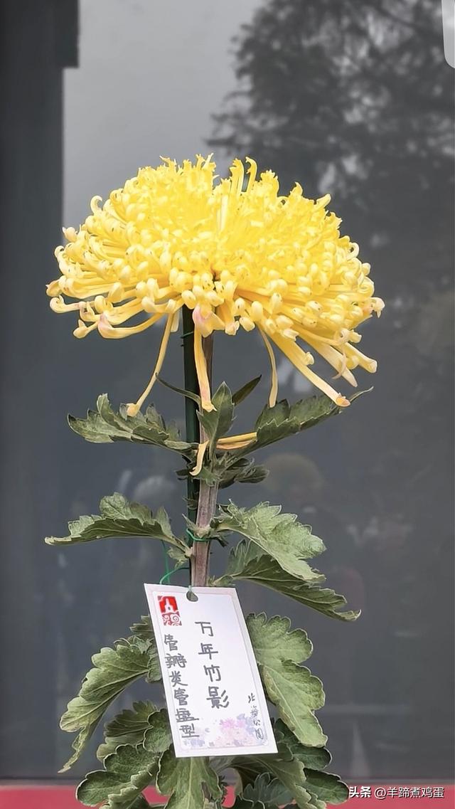 秋风独宠一园菊，晚来香艳出樊篱——北京北海公园2025年菊花展