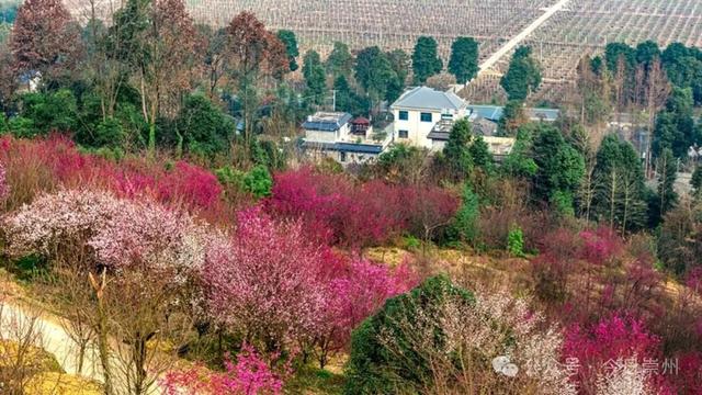 崇州的樱花，开啦！！!