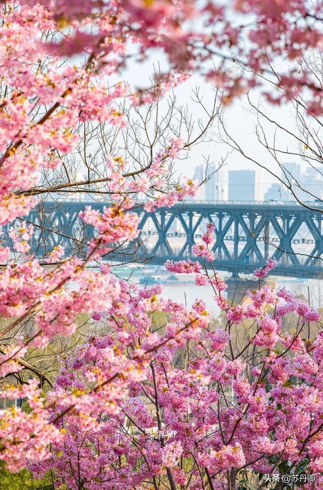 武汉龟山樱花爆开！“一亿人”挤掉玩偶，赏花秒变看人海。