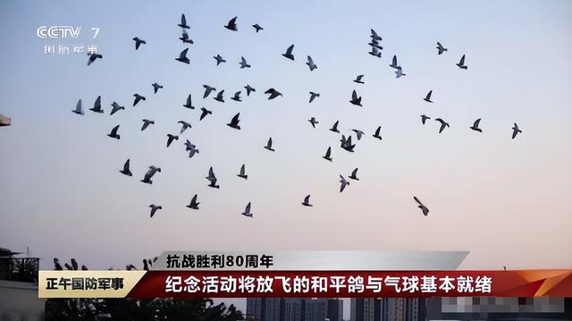 阅兵放飞信鸽翻车现场：不少鸽子“越狱”，原因曝光让养鸽人泪崩