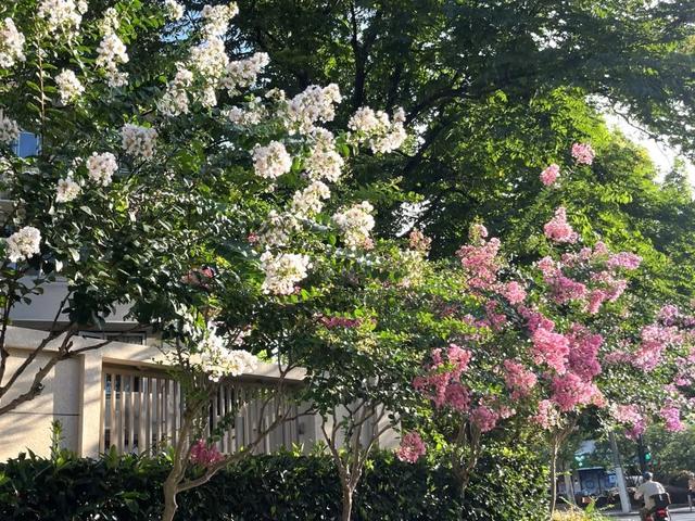别再问去哪赏花了，徐汇这些地方已美翻！