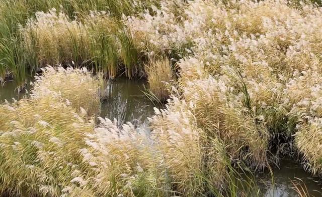 【支援合作 共谋发展】氛围感拉满！扎赉特旗图牧吉秋日湿地，百鸟翩跹入画来~