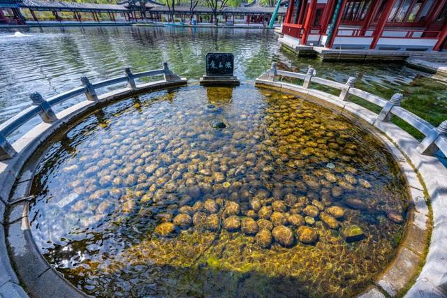 月牙泉“醒”了！济南泉水迎来最佳观赏期！