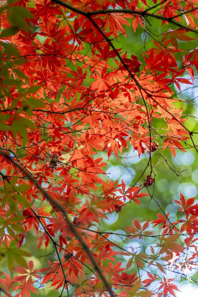 大渡口冬日“顶流”红了
