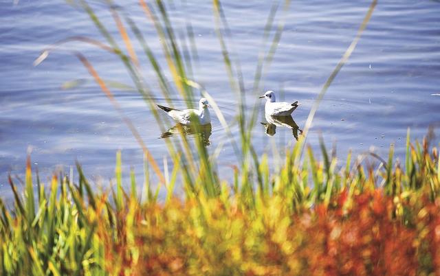 大美银川 秋色无边