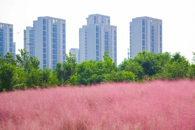 “粉色秘境”已上线！初冬必打卡！位置就在…