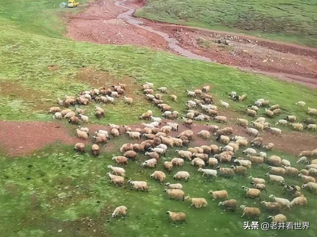西藏纪行（一）火车驶进西宁站 文‖井明新