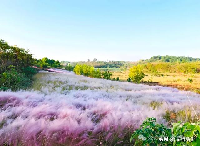 国家3A+1!新洲这个景区“糖分”已超标,有点好嗑,速来!
