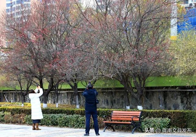 冬日“梅”景，真美！