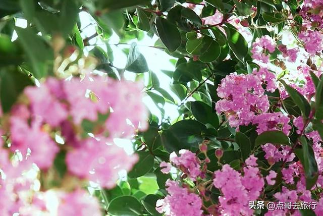 成都冷门紫薇花公园，满园紫粉超美，不要门票，公交车直达！