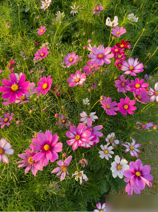 阴花不能进阳宅！这5种花“打死”也不养，家里若有？快挪走！