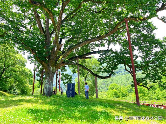 五一反向旅游首选：黑河国家森林公园，自驾+徒步+山居，避开人潮享秦岭秘境