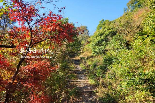 浙江宁波发现一条新的红枫古道，沿途风景犹如油画，拍照太出片