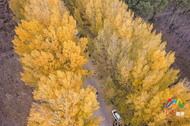 出片率100%！上党区郭堡村含“金”量不断上升
