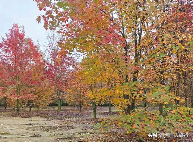 成都这4个彩林会爆火，既壮观又唯美，全部免费，地铁公交直达！