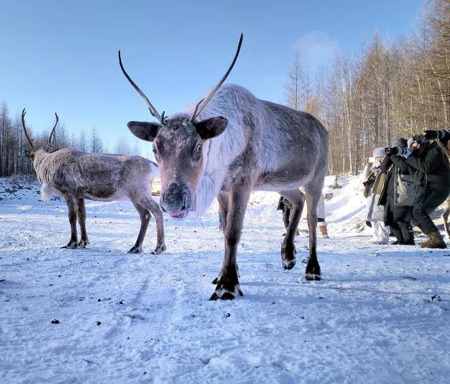 冬季呼伦贝尔海拉尔、阿尔山、满洲里、根河不冻河、漠河、北极村