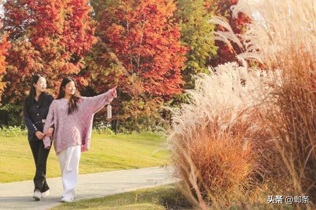 美在邯郸丨芦花雪，杉叶红