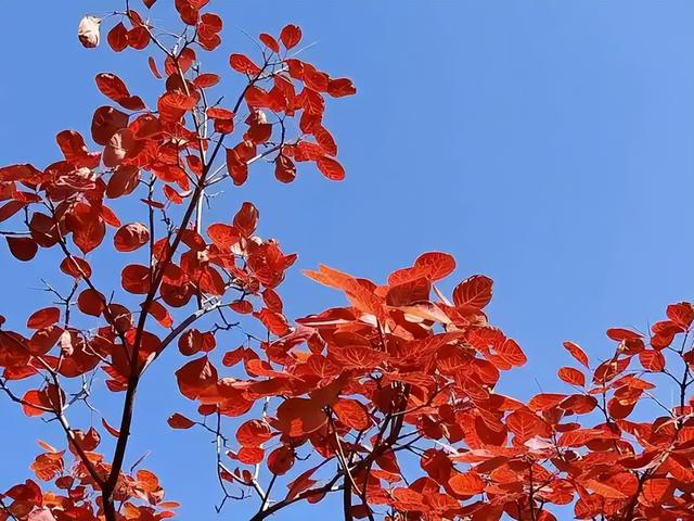 红叶竟为“新生”色？两大争议难分高下，实验给出方向