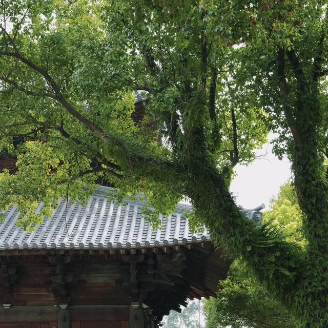 年轻人也爱寺庙游？福州这三座免费古刹，历经千年风霜值得一去