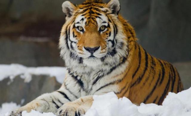 中俄东北虎数量差距断崖：俄罗斯700只，中国的数量令人意外！