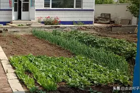 种菜没有肥料？发酵一些这种水肥，一瓶顶千斤肥料图片