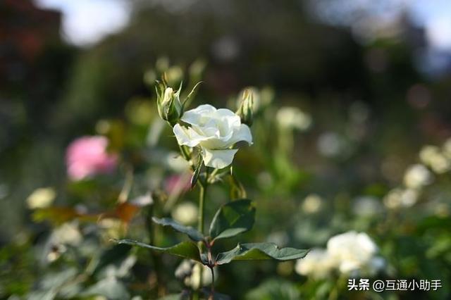 40mm镜头是什么样的？与35mm、50mm镜头有何区别？