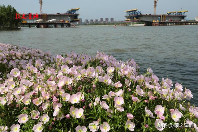 姚江南岸健身步道，美丽月见草花开成海，在水一方