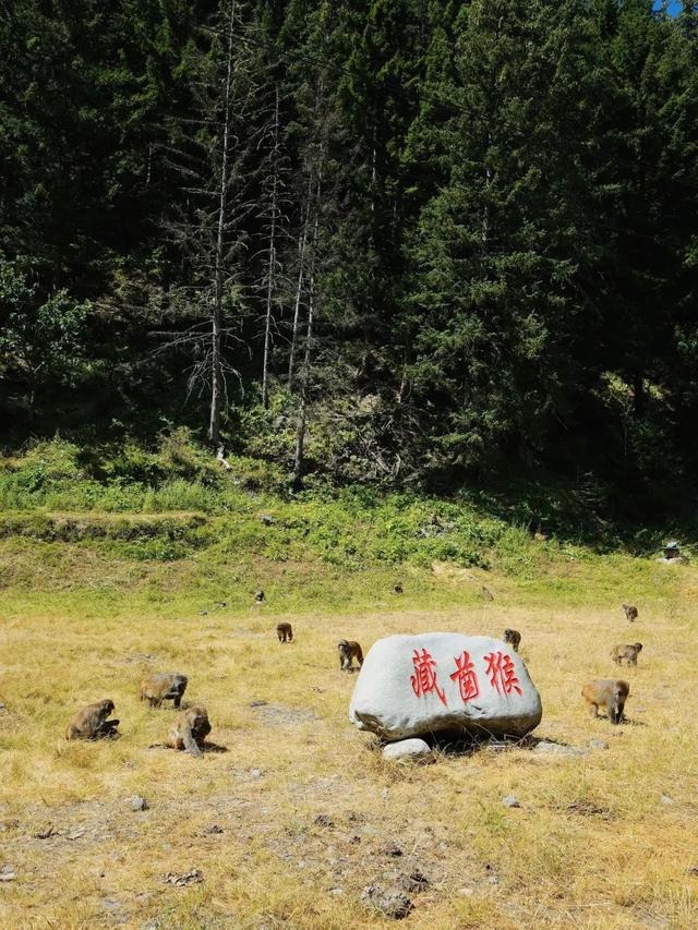 全国进入烤炉模式？达古冰川 20℃的夏天，爽到不想走！