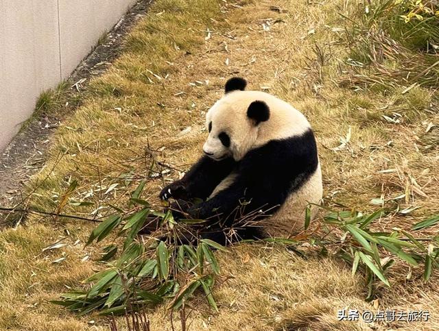 跟着法国总统游成都，24小时内去了哪些景点？成都真的太美了！